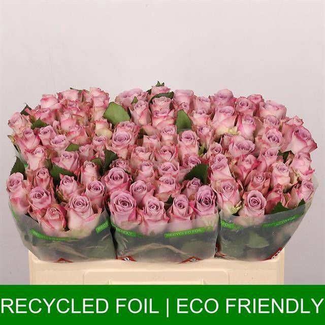 <h4>ROSA GR 'MEMORY LANE'</h4>