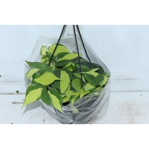 PHILODENDRON BRASIL C21 PENDENTE