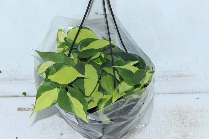 <h4>PHILODENDRON BRASIL C21 PENDENTE</h4>