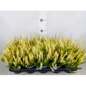 Calluna vulg. 'Beauty L Agneta'