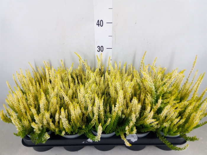 <h4>Calluna vulg. 'Beauty L Agneta'</h4>