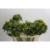 Helianthus Orange Fire