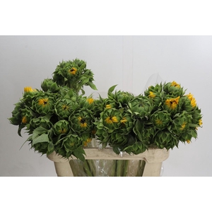 Helianthus Orange Fire
