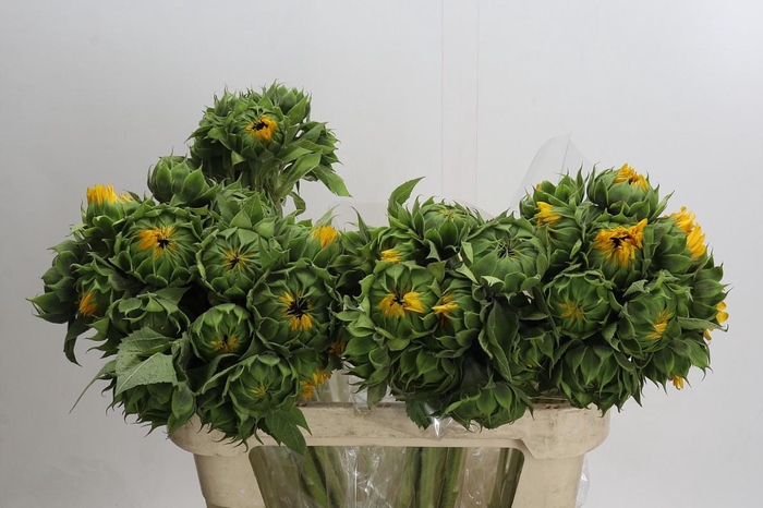 Helianthus Orange Fire