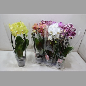Phal El Cascade