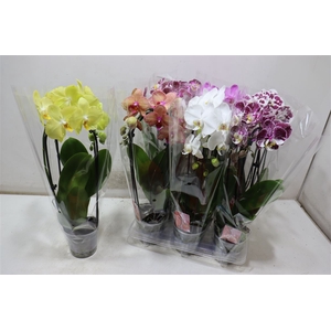 Phal El Cascade