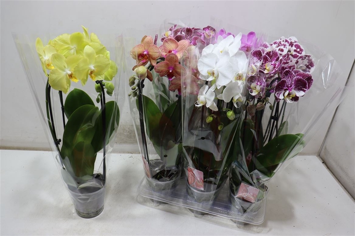 <h4>Phal El Cascade</h4>