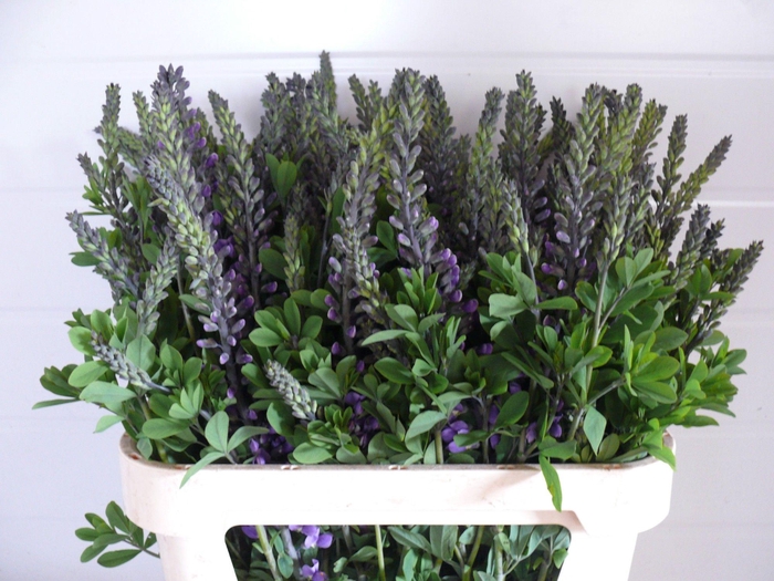 <h4>BAPTISIA AUSTRALIS</h4>