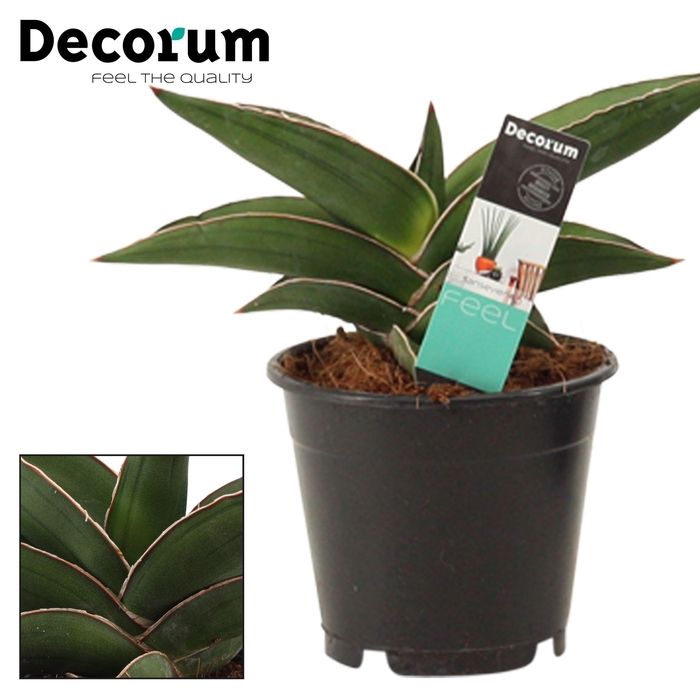 <h4>Sansevieria Samurai 12 cm (Decorum)</h4>