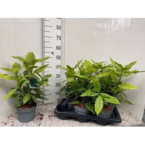 AUCUBA J VARIEGATA