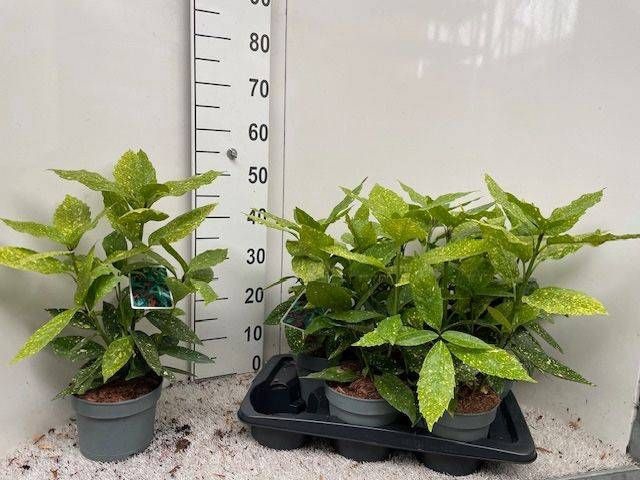 <h4>AUCUBA J VARIEGATA</h4>