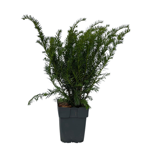 Taxus baccata 'Repandens' P17