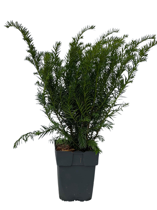 <h4>Taxus baccata 'Repandens' P17</h4>
