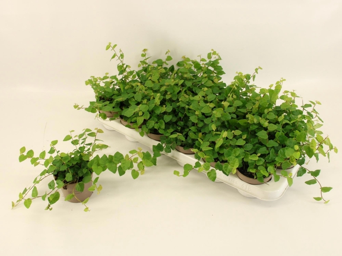 <h4>FIC PU GREEN SUNNY</h4>