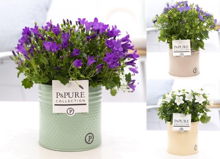 <h4>Campanula Mix Pure Zinc Louise</h4>