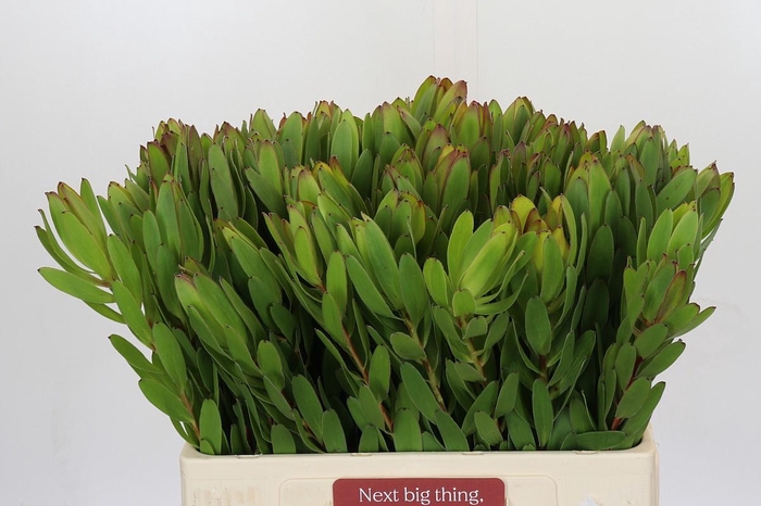 <h4>Leucadendron Goldstrike</h4>