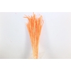 Dried Phleum Salmon Bunch