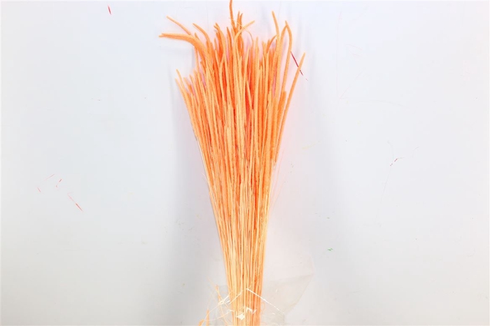 <h4>Dried Phleum Salmon Bunch</h4>