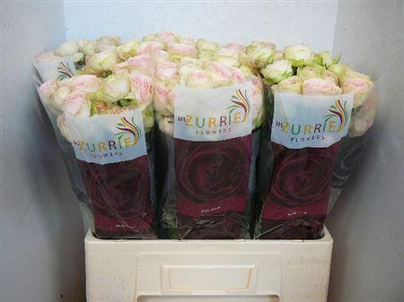 <h4>R Tr Sweet Giselle!</h4>