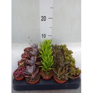 Succulents   ...