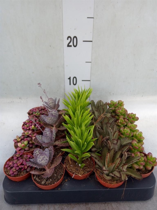 <h4>Succulents   ...</h4>