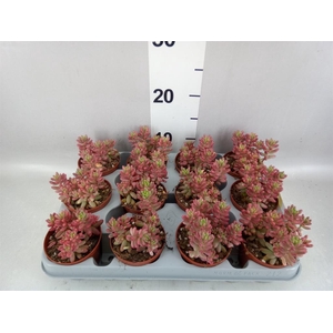 Sedum rubrotinctum 'Aurora'