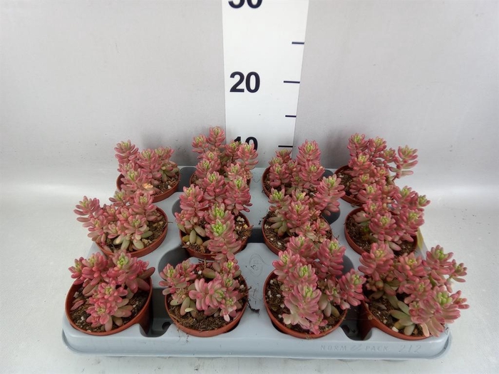<h4>Sedum rubrotinctum 'Aurora'</h4>