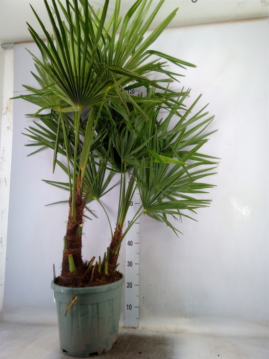 <h4>Trachycarpus fortunei</h4>