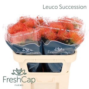 LEUCO CO SUCCESSION