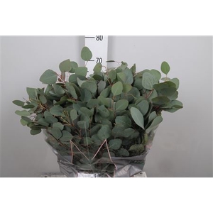 Euca Populus Per Bunch Extra