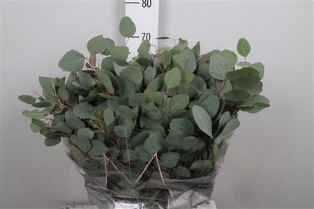 <h4>Euc Populus Per Bunch</h4>