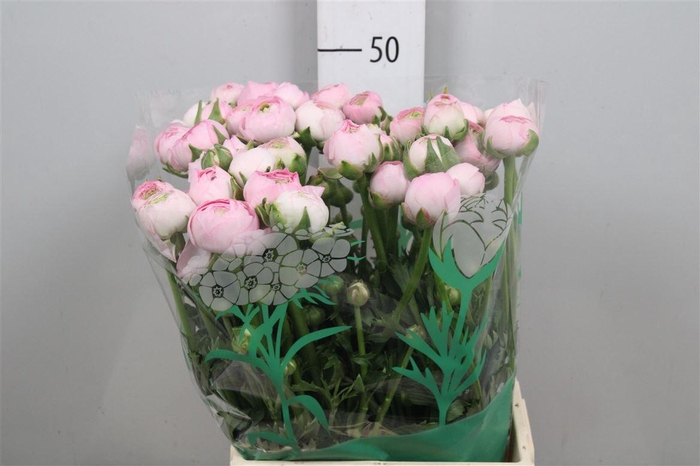 <h4>Ran Am Marshmallow</h4>