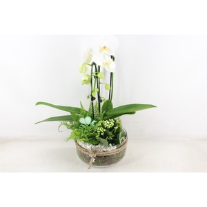 arr2 PL - Bose XL touw phal. wit