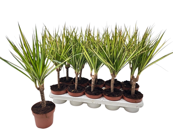 <h4>DRA MARG SUNRAY</h4>