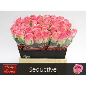 R GR SEDUCTIVE@