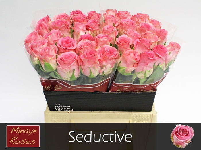 <h4>R GR SEDUCTIVE@</h4>