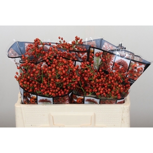 ROSA AUT ROSEFRUITS