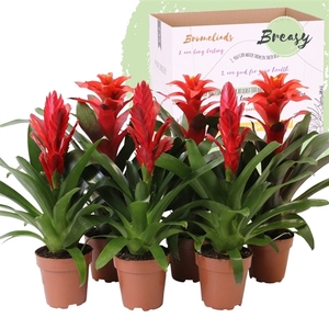 Bromelia Red