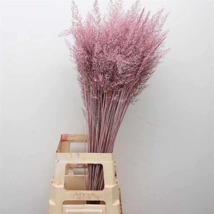 <h4>Calamagrostis Brachy Roze</h4>
