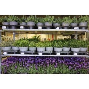 arr8 Thymus Mixlayer