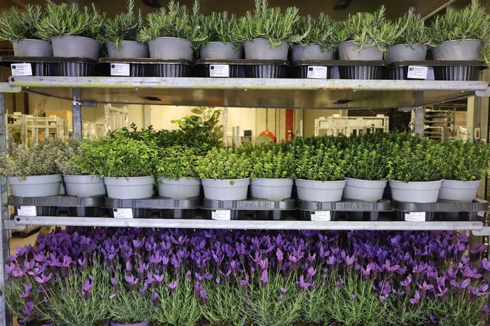 <h4>arr8 Thymus Mixlayer</h4>