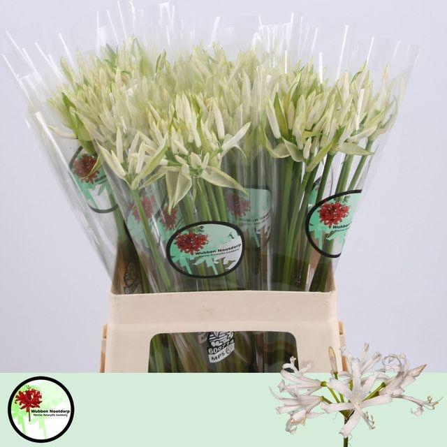 <h4>Nerine White Charm</h4>