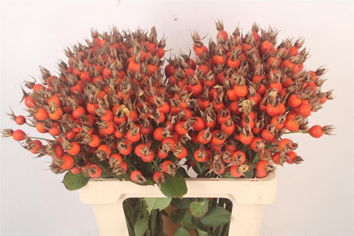 <h4>Rosa Pumpkin Orange</h4>