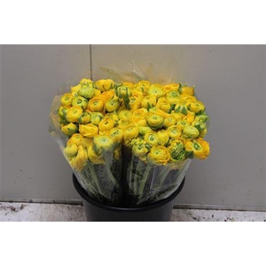 Ranunculus Elegance Yellow Extra