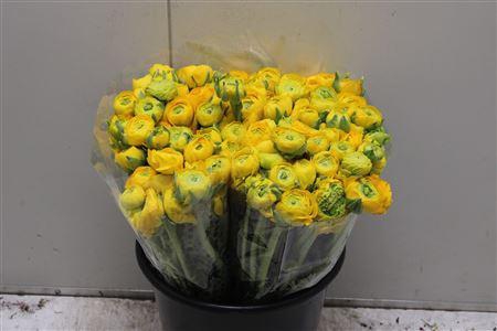 <h4>Ranunculus Elegance Yellow Extra</h4>