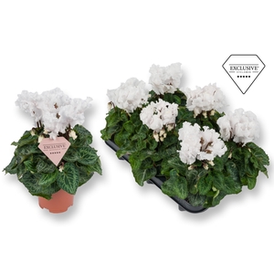 Cyclamen Exclusive® Merengue Wit