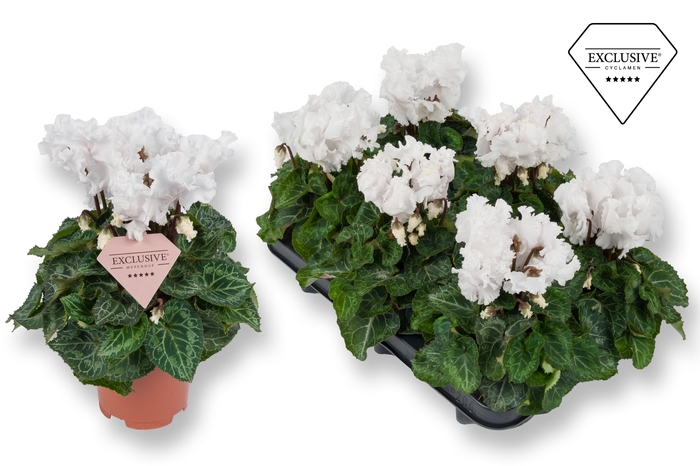 <h4>Cyclamen Exclusive® Merengue Wit</h4>