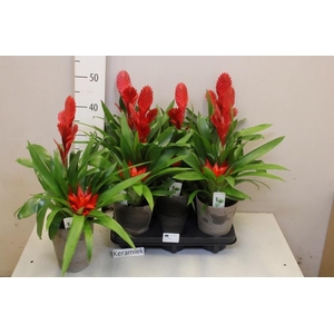 BROMELIA GEM