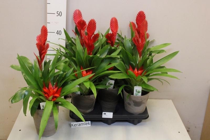 <h4>BROMELIA GEM</h4>