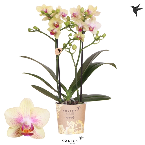 <h4>Kolibri Phal 2-tak Bahamas</h4>